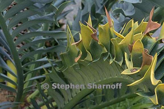 encephalartos arenarius 2 graphic